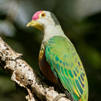 Rose-crowned Fruit-Dove